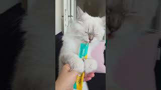 #lila #prenseslila #konusankediler #kedivideoları #cat #catshorts #cute #cutecat #funny #kedi