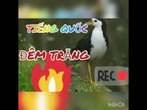 Tiếng Quốc Kêu Hấp Dẫn đánh đêm