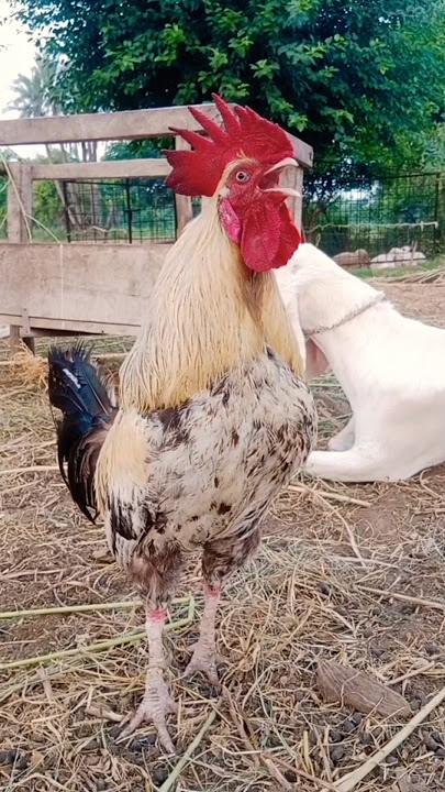 Download lagu ayam suara kluruk jago berkokok #ayam #aseelmurga #birds