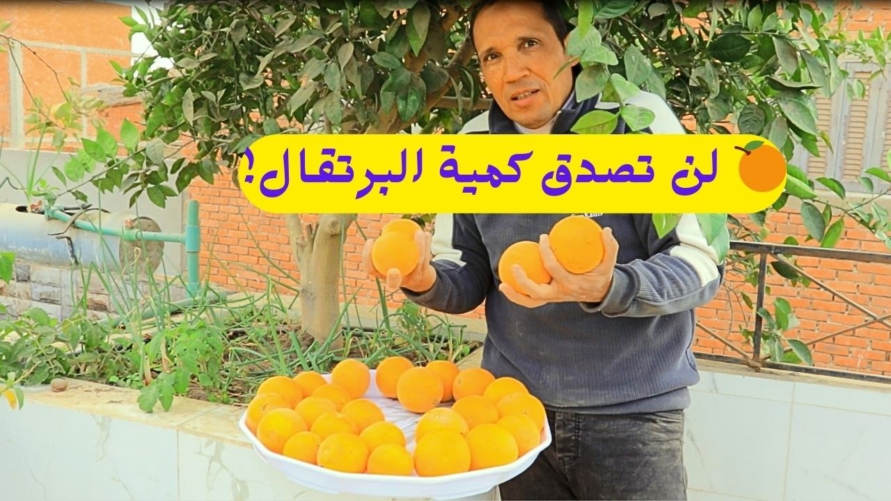 🍊🌿 الكنز البرتقالي فوق رأسي… ماذا يحدث على سطح بيتي؟!