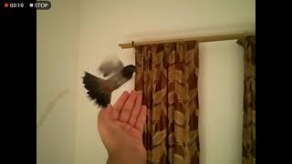 My Bulbul Catching Insects Slow Motion Really Cool Shots