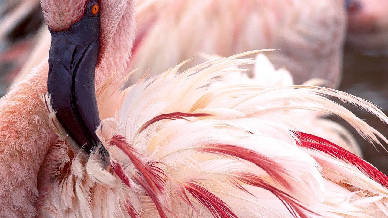 ⁣Why Are Flamingos Pink? | Seven Worlds, One Planet | BBC Earth