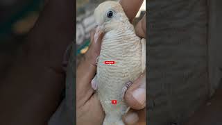 Beautiful Feathered Turtledoves Native to Indonesia!!Udan Mas Majapahit Turtledove