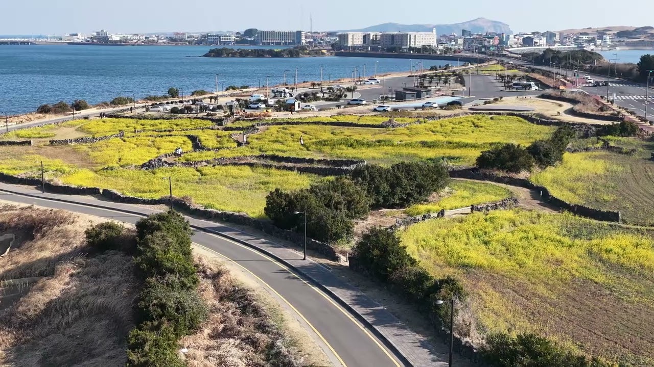 2026년 2월 21일 광치기 유채밭