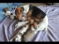 5 jack russell terriers puppies playing at 3 1/2 weeks old