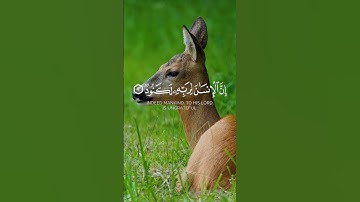 الآيات من 6 إلى 8 من سورة العاديات بصوت الشيخ فارس عباد