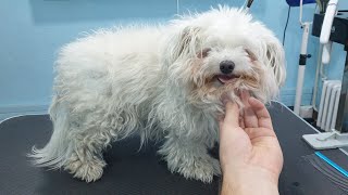 Grooming An Obese And Matted Bolognese Dog