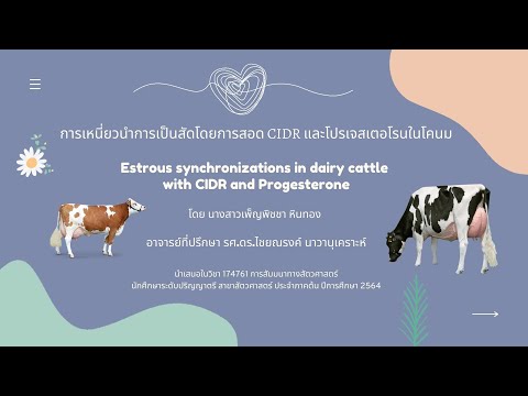 การเหนี่ยวนำการเป็นสัดโดยการสอด CIDR และโปรเจสเตอโรนในโคนม