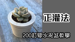 【水泥盆教學】200訂閱正灌法水泥盆教學多肉植物專用超低成本