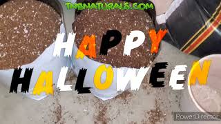 Bruce Leef - #GIVEAWAY & TRANSPLANTING W/ #TNBNATURALS #KELPTASTIC