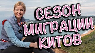 СЕЗОН МИГРАЦИИ КИТОВ В АВСТРАЛИИ. PALM BEACH/SYDNEY/AUSTRALIA