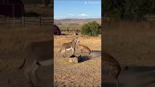 ロバ vs ハイエナ #うさぎうま #ロバ #ハイエナ.#動物たち Donkeys vs. Hyenas #dogs #cats #Donkeys #Hyenas. #Animals