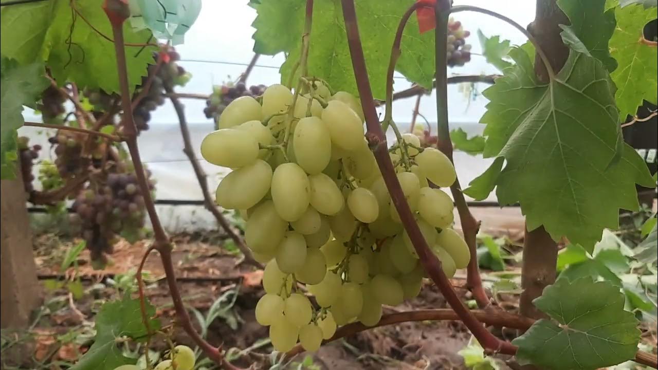 Виноград "Надежда Аксайская" - описание, фото и характеристики сорта