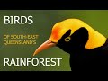 Birds of south east queensland rainforest episode 1chapter1