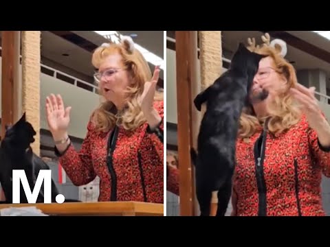 Feisty Cat Slaps