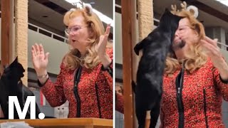 Feisty Cat Slaps Judge Across the Face at Cat Show