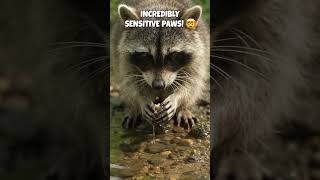 🦝 The Incredible Secret Behind Raccoon Paws! 🤯 #shorts #rescue #amazingfacts