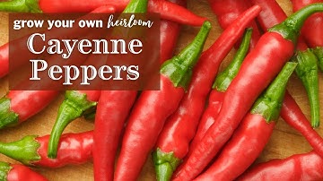 Sow Right Seeds | Cayenne Pepper