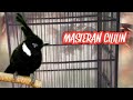 Jongobret Cililin Masteran Cililin Gacor Ngerol Panjang Mp3 - Mp4 Download