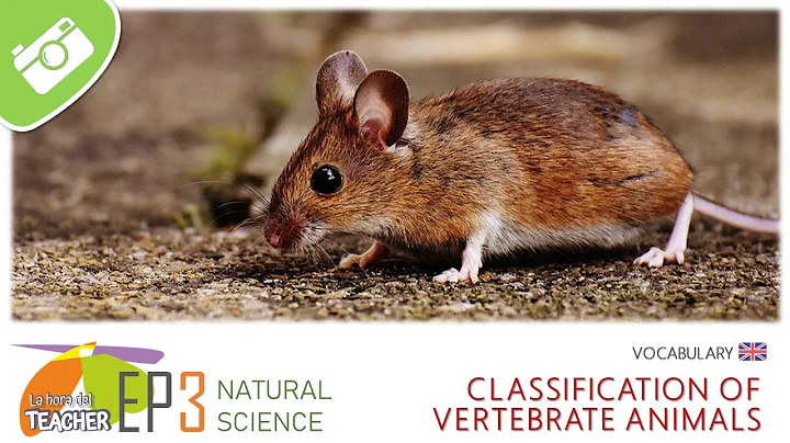 CLASSIFICATION OF VERTEBRATE ANIMALS (vocabulary) | 3rd level Primary Education