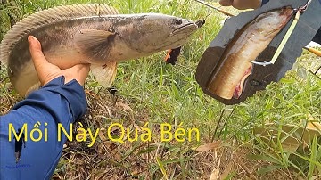 Câu Lure #5. Không ngờ Tràm Chim  cá lóc Bông lại ăn con này