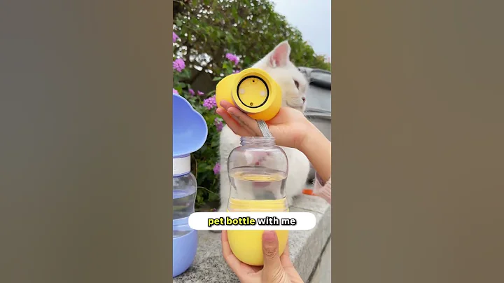 3 Steps To Win Over Stray Cats! 🐾✨