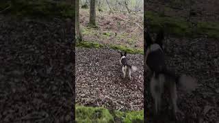 Springer spaniel puppy training. 1 year old.