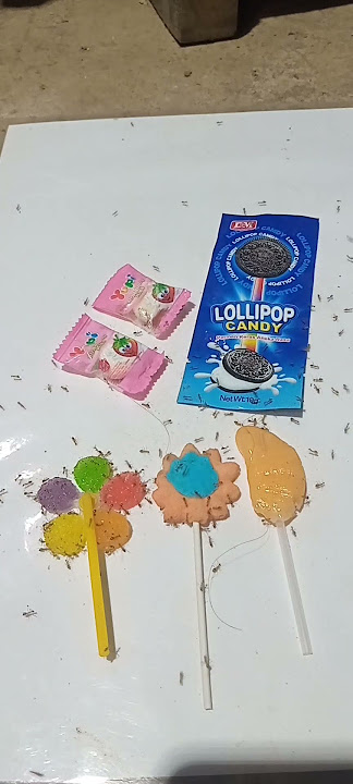 These candies are distributed to tiny ants #shorts