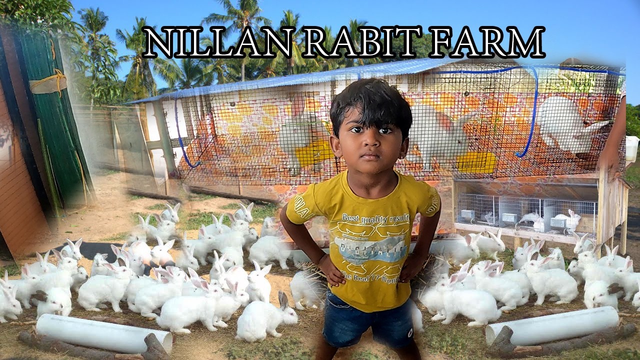 Hum Mane Rabbitry Farm NILAN 'S RABBIT FARM - YouTube