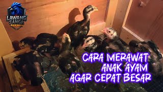 Cara Merawat Anak Ayam Pakhoy Agar Cepat Besar & Sehat | Panduan Lengkap
