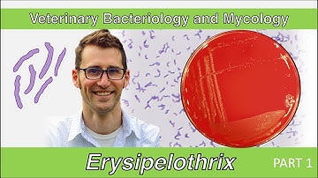 Erysipelothrix (Part 1) - Veterinary Bacteriology and Mycology