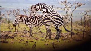 zebras Mating