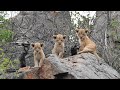 Chatty Othawa cubs!