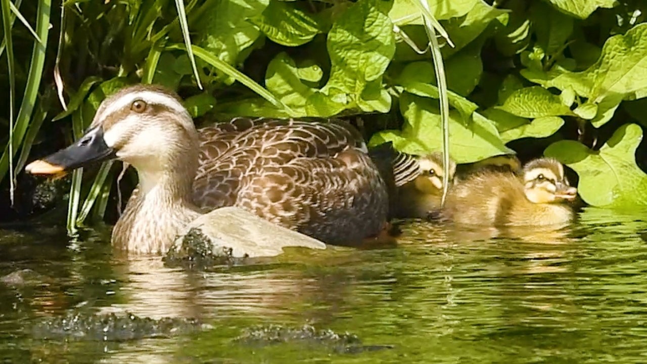 Duck Family 0529G🦆溝に落ちてもがんばるヒナ。麦畑のカルガモ親子