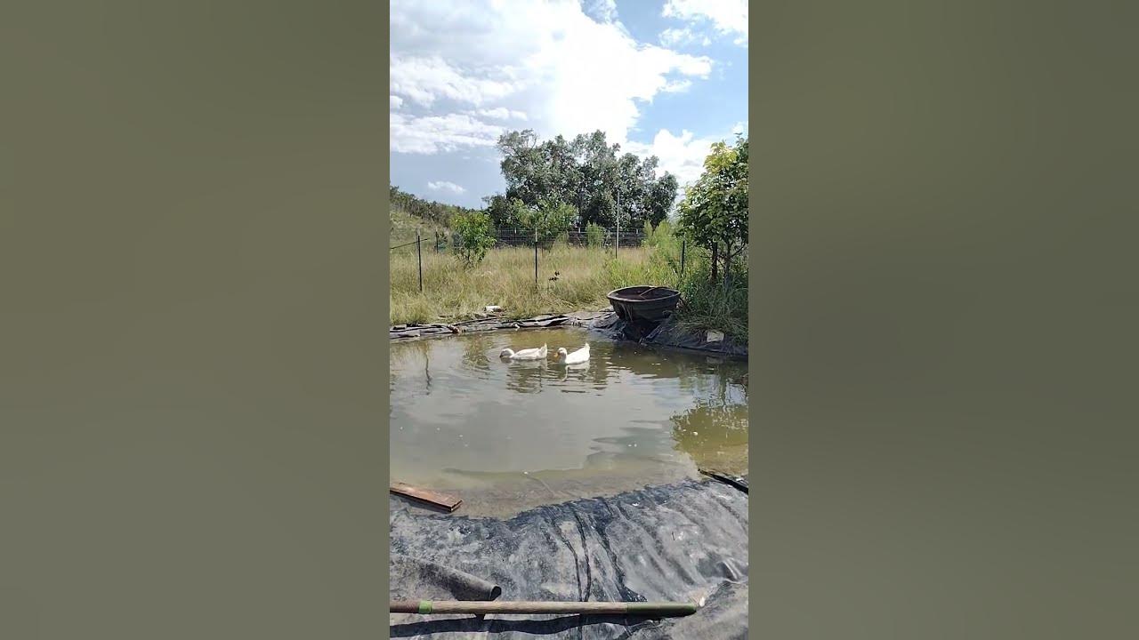 Working on the Duck Pond.. Catfish coming tomorrow! 😍 YouTube