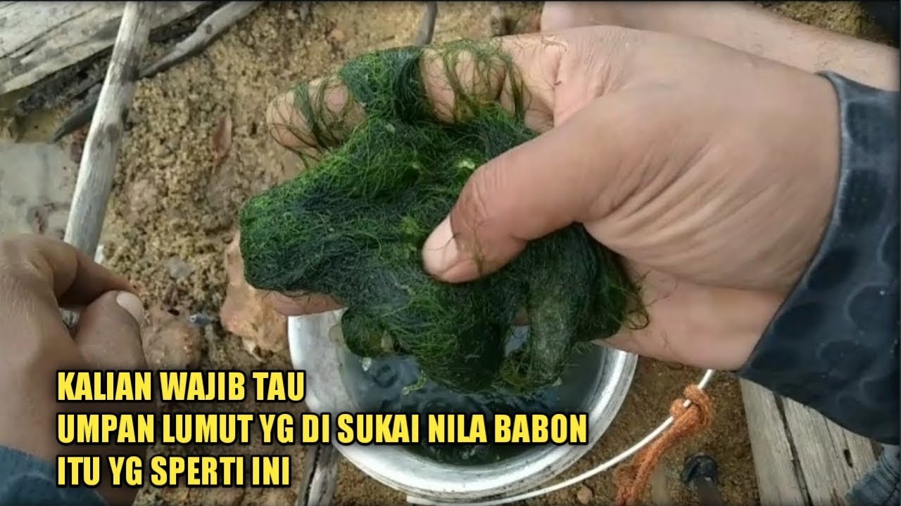 Umpan Lumut Jitu-Buat Mancing Nila Babon.