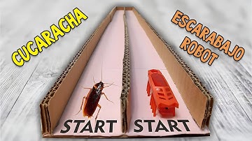 ¿Quién es más rápido? ¿Una CUCARACHA o un ESCARABAJO ROBOT?