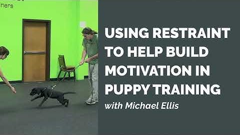 Using Restraint to Help Build Motivation in Puppy Training with Michael Ellis