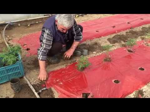 Видео: Информация за дълбоко мулчиране на градинарството: Как да градинарите с методи за дълбоко мулчиране