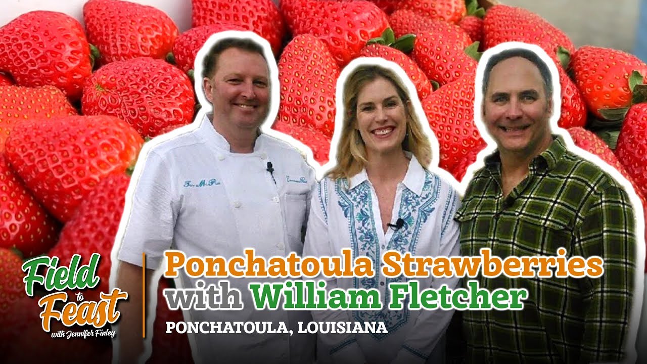 Field to Feast Ponchatoula Strawberries YouTube