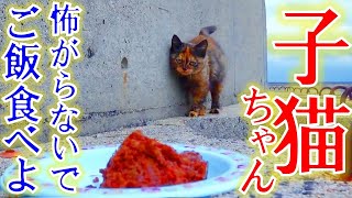 独りぼっちで寂しげな子猫に餌を与えたら・・・