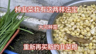 种韭菜我有这两样法宝！大豆和草木灰。