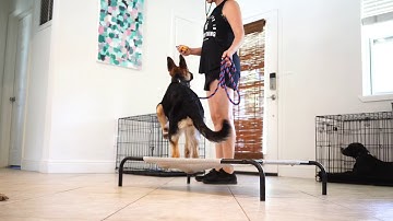 Place Command How To with Low Level E Collar Work