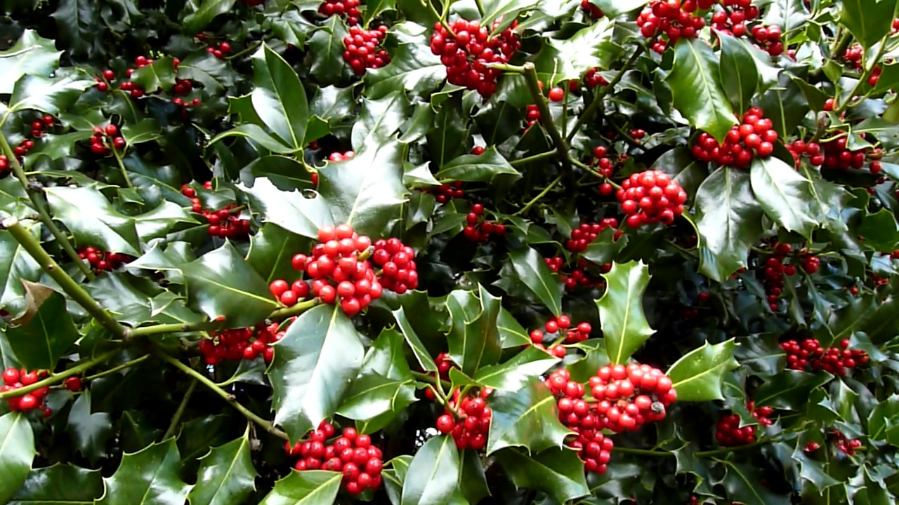 131. ПАДУБ - HOLLY TREE - Jan 31, 2017