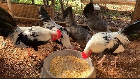 Qaib me me  10/29/24