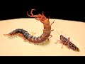 WHAT WILL HAPPEN IF A SCOLOPENDRA SEES A LOCUST? 【LIVE FEEDING】