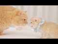 Kittens meet grandma cat for the first time grandma gives kittens a lesson