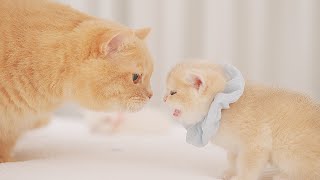 😊Kittens Meet Grandma Cat For the First Time, Grandma Gives Kittens a Lesson