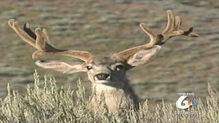 Tackling the Poaching Problem
