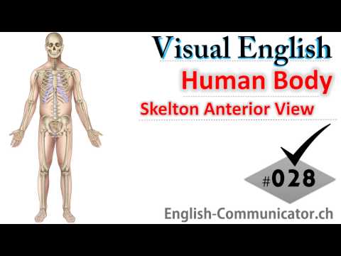 #028 Visual English Language Learning Practical Vocabulary Human Skelton Bones Anatomy Anterior View